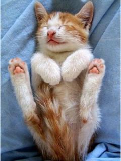 Other Wallpapers 0532